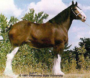 clydesdale-1.jpg