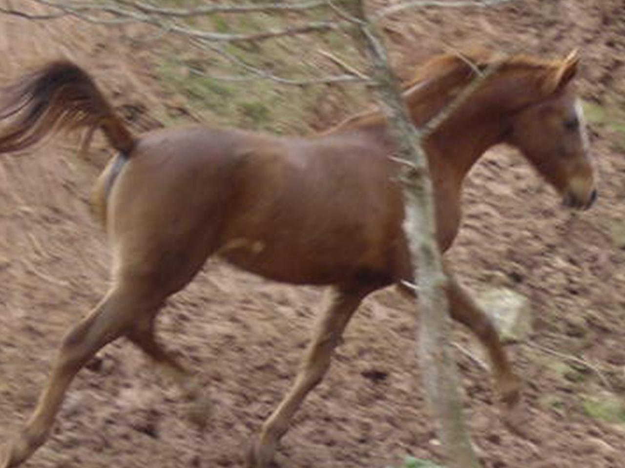 indira-1.jpg