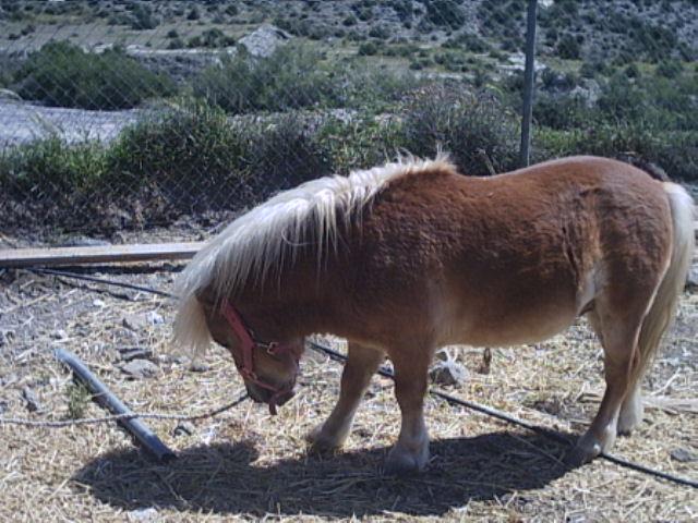 Caballos051-1.jpg