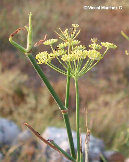 Foeniculum_vulgare-1.jpg