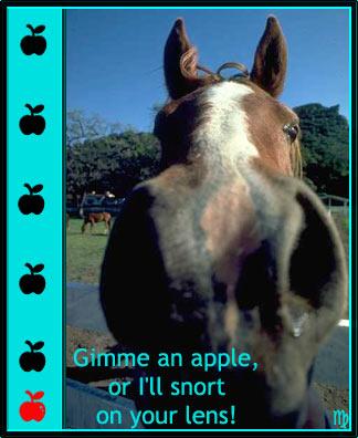 apple1-1.jpg