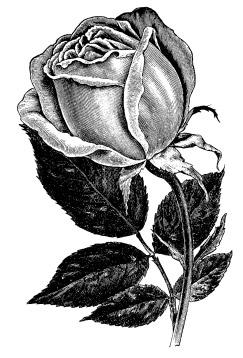 rose1-1.jpg