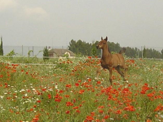 kiraflorJPG-1.jpg