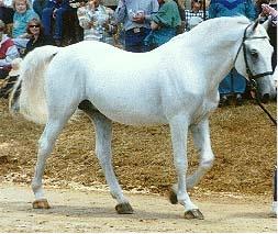 lipizziano-1.jpg