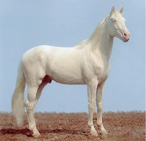 albino-1.jpg
