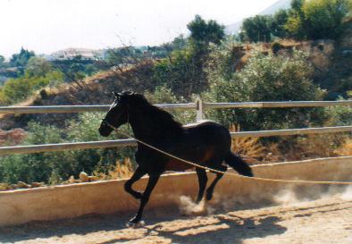 galope7pn-1.jpg