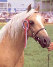 palomino-1.jpg