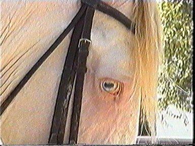 albino52hn-1.jpg