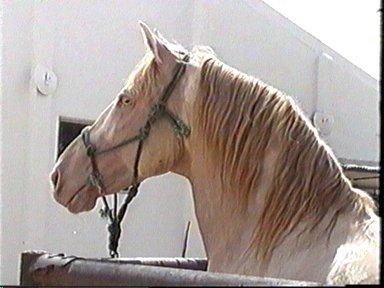 albino5da-1.jpg