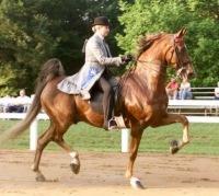 americansaddlebred014mj-1.jpg