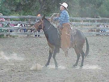 bay_mule-1.jpg