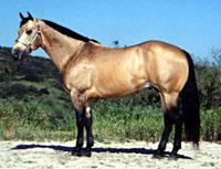 buckskin1wk-1.jpg