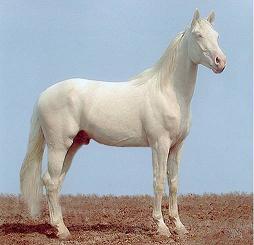 caballoalbino0so-1.jpg
