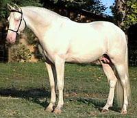 cremello4mh-1.jpg