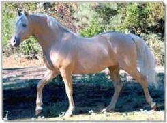 palomino8hm-1.jpg