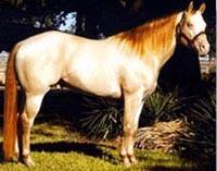 perlino5jg-1.jpg