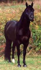 smokyblack1wb-1.jpg