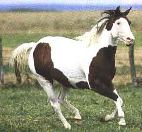 1_tobiano-1.jpg