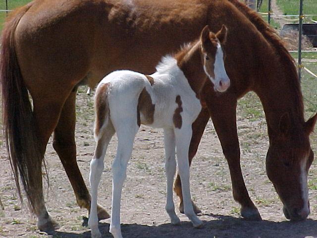 200320spuds20colt20oJPG-1.jpg