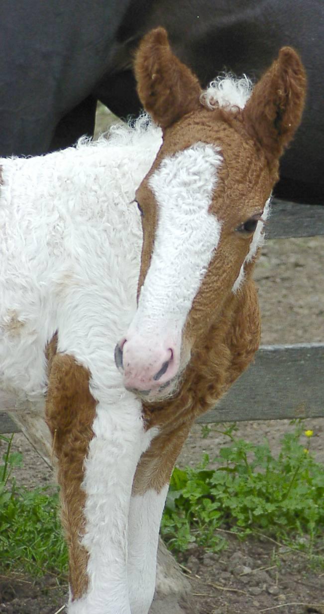 Curly20Tobiano20P4290047-1.jpg