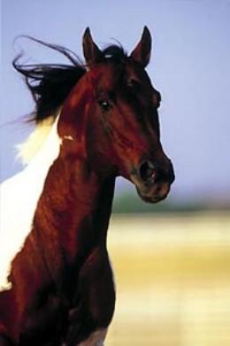 Horse_1L-1.jpg