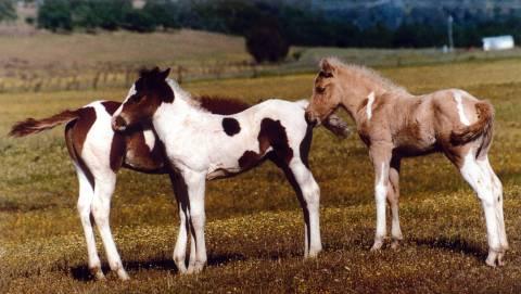 Horse_fillies_colts_foals-1.jpg