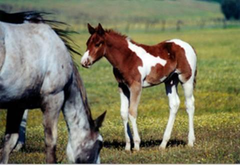 Horses_colt-1.jpg