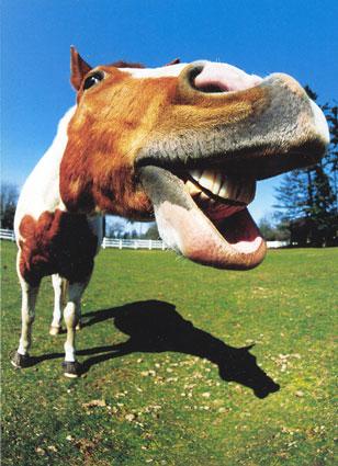 Paint_Horse_Close_Up-1.jpg