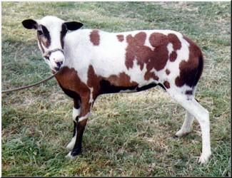 Tobiano-1.jpg