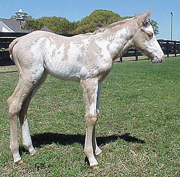 cimmeronsfoalbig-1.jpg