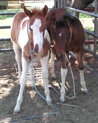 foals045200-1.jpg