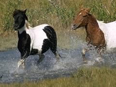 horse23ke-1.jpg