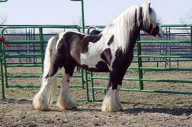 horse3-1.jpg