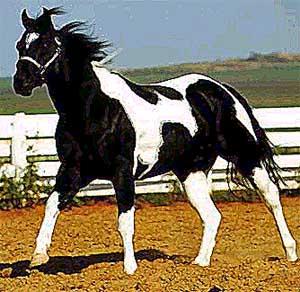 paint_horse2-1.jpg
