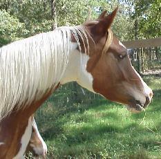 pinto00019cr-1.jpg