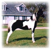 pinto8qd-1.jpg