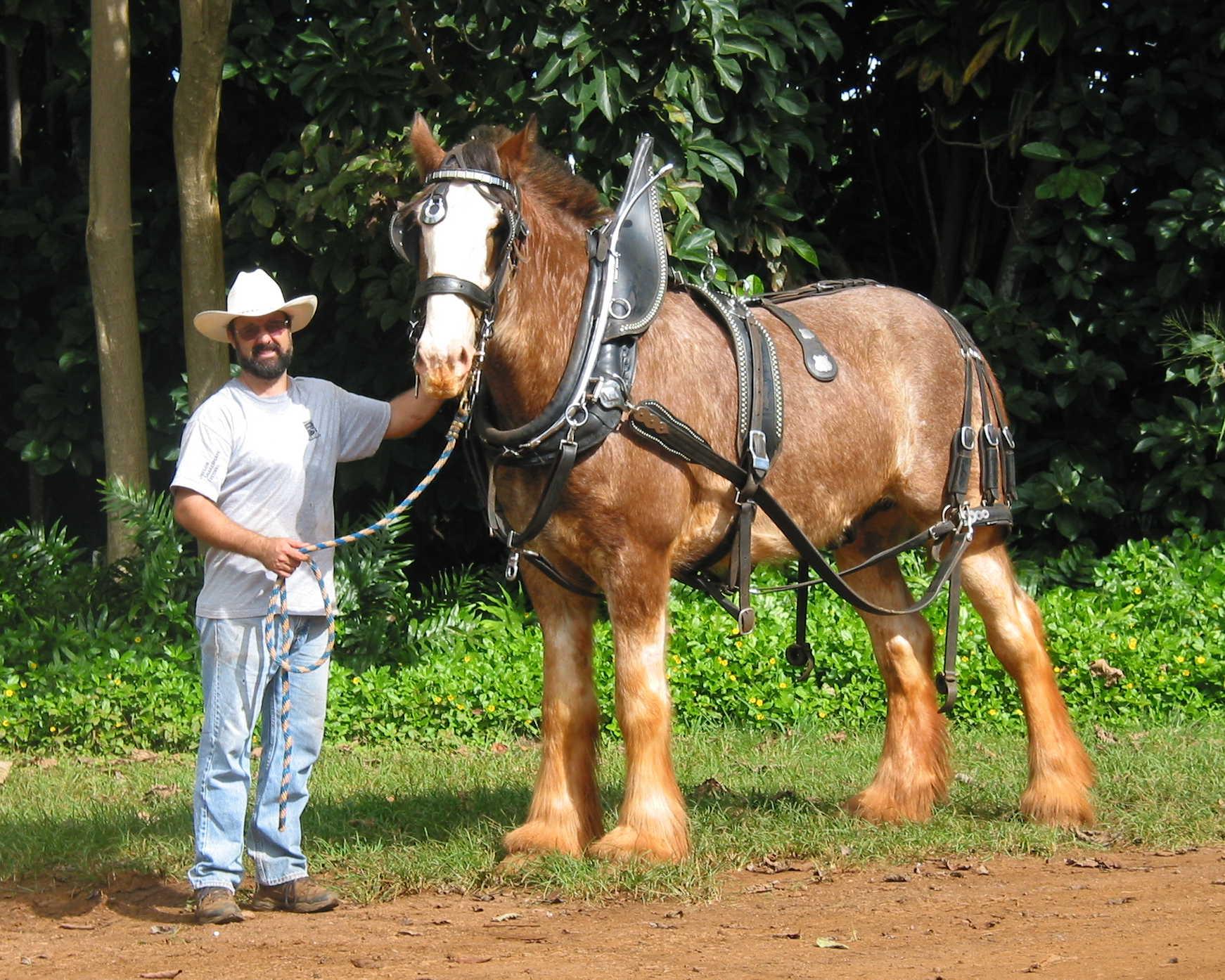 kauai20clydesdale20luke4es-1.jpg