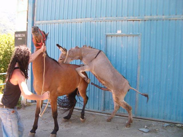 Burros con foto sexo 98 Burros con foto sexo 61
