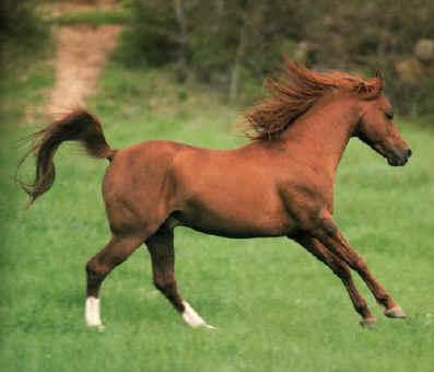 abul9hj-1.jpg