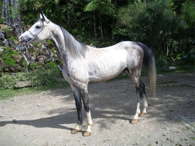 arabe3xg-1.jpg