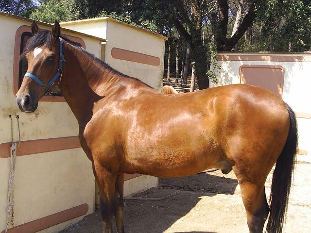 cavalls00317pk-1.jpg