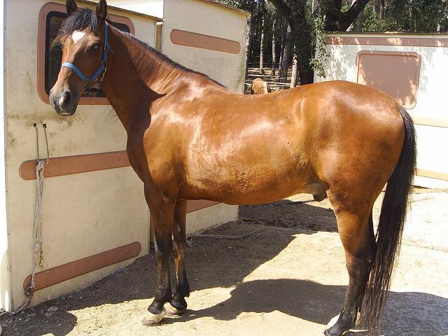 cavalls00416xd-1.jpg