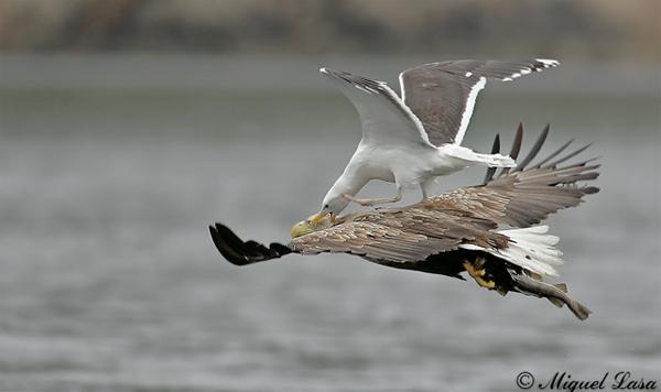 gulleagleb-1.jpg