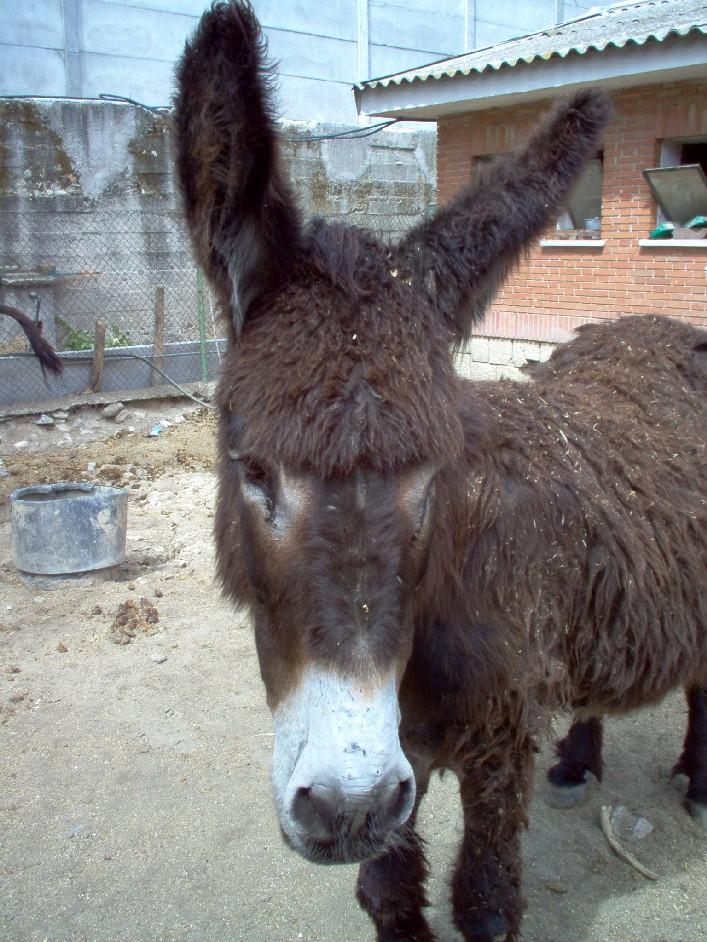 burro15dq-1.jpg