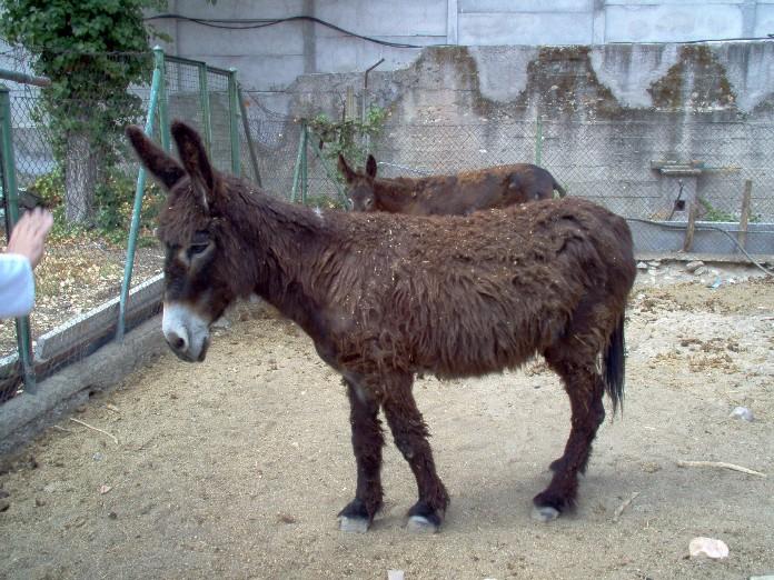 burro25zt-1.jpg