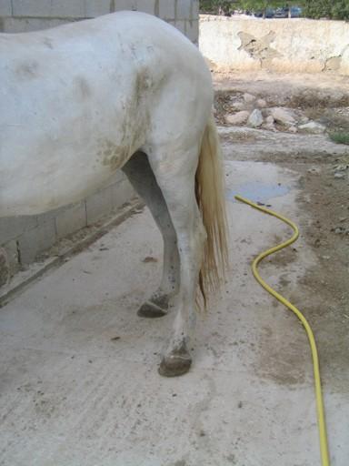 2yeguita0055of-1.jpg