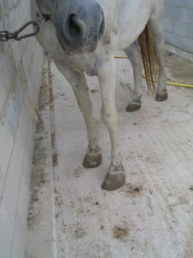 2yeguita0062bc-1.jpg