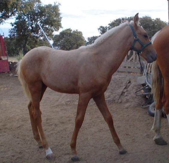 caramelo13ed-1.jpg