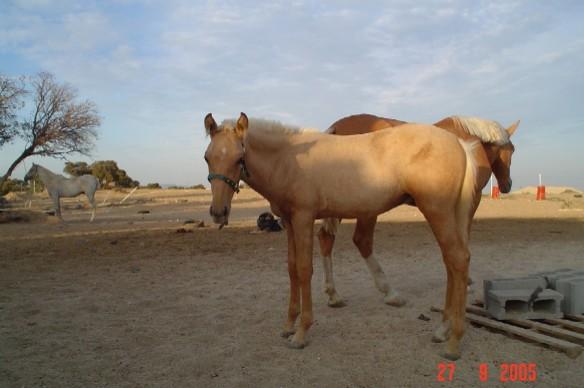 caramelo32oc-1.jpg