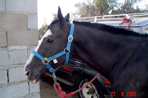 ebano14yj-1.jpg